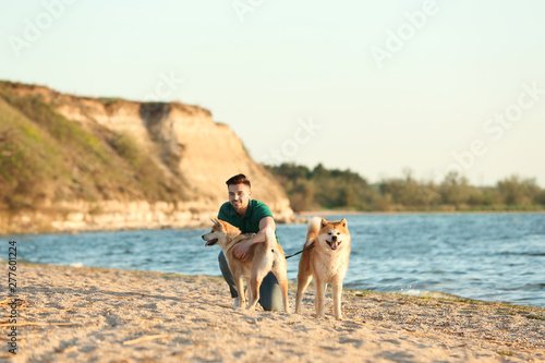 Young man walking his adorable Akita Inu dogs near river