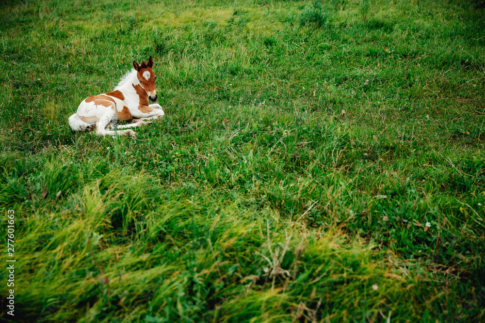 Horse foal lying on green grass. Horse colt in nature. Cute horse foal view Horse foal lying on green grass. Horse colt in nature. Cute horse foal view