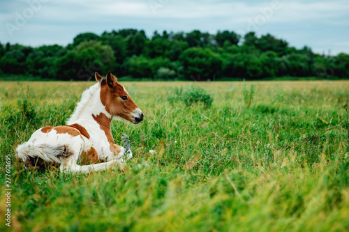 Foto Horse foal lying on green grass