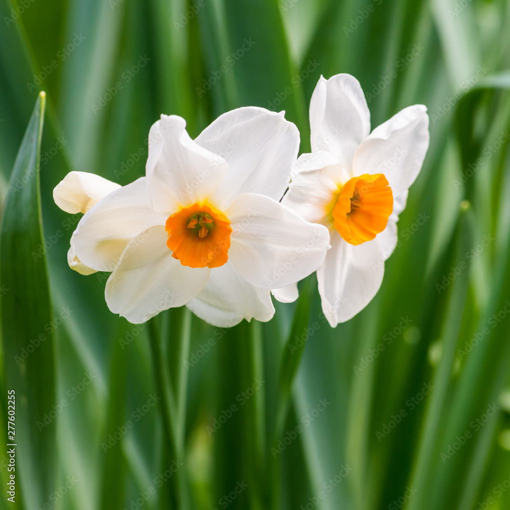 Dainty Daffodils Dainty Daffodils