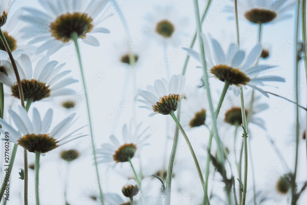 Obraz premium camomile field