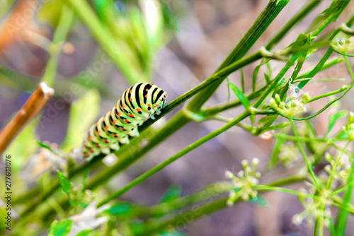 A thick striped and multicolored caterpillar crawls along the foliage in the reserve.