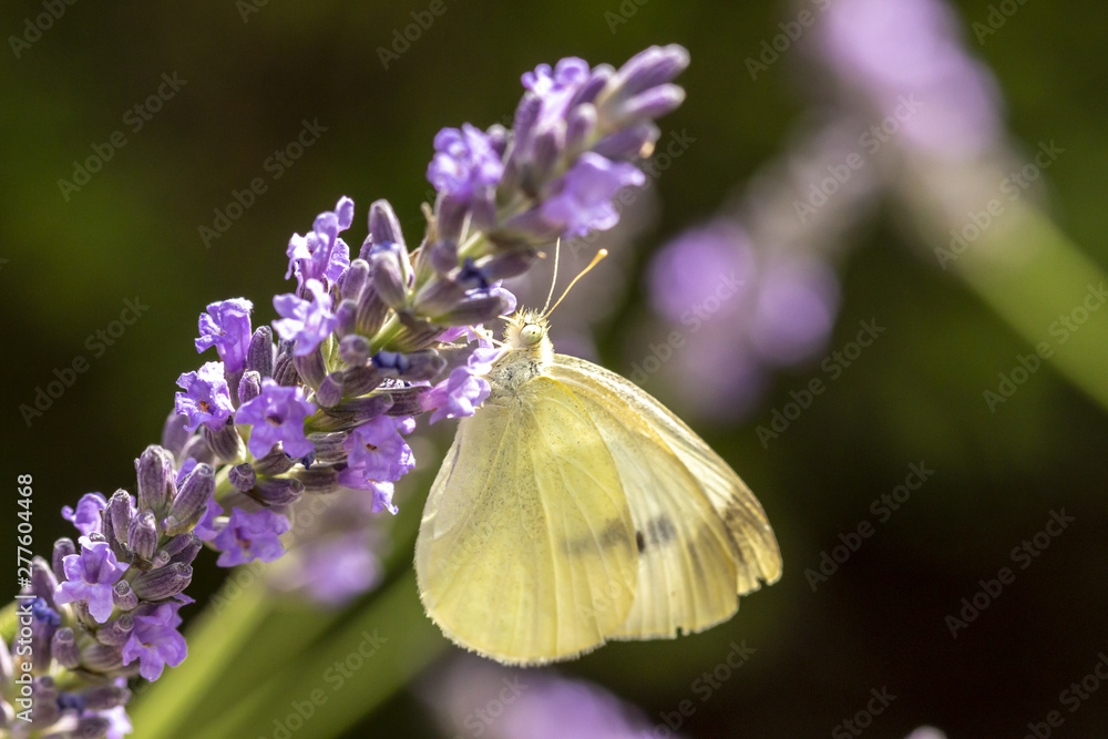 Papillon butinant de la lavande - Piéride du chou (Pieris brassicae) Papillon butinant de la lavande - Piéride du chou (Pieris brassicae)