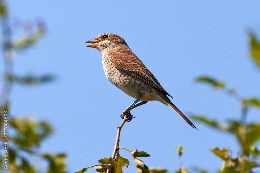 Red-backed shrike (Lanius collurio) female sitting on a branch