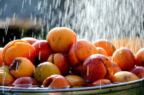 Harvest apricot under the stream of water in the garden on a sunny day.