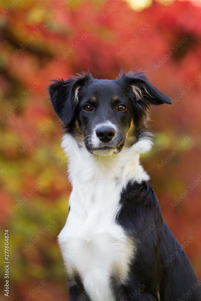 hübscher Hund im Herbst boarder Collie Mix 