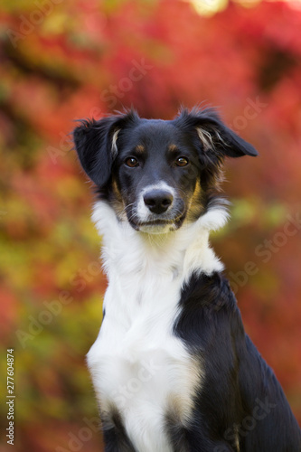 h  bscher Hund im Herbst boarder Collie Mix 