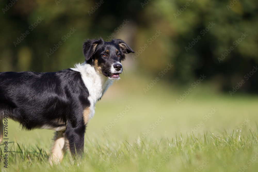 Hund auf dem Feld beim spielen