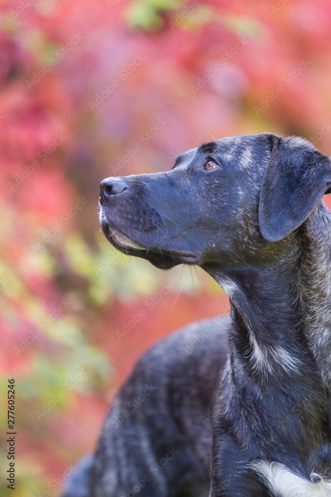 Rassehund im Herbst