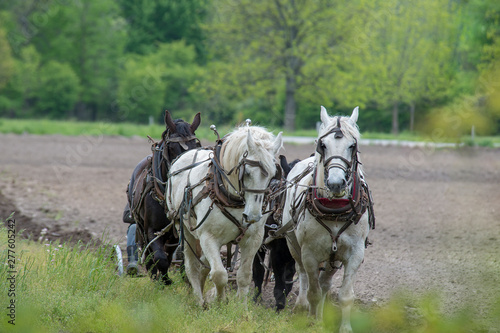 Team of Amish Work Horses Plowing Field
