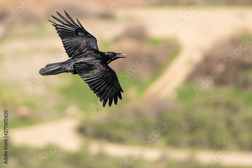 Common Black Raven Flying Over the Canyon Floor