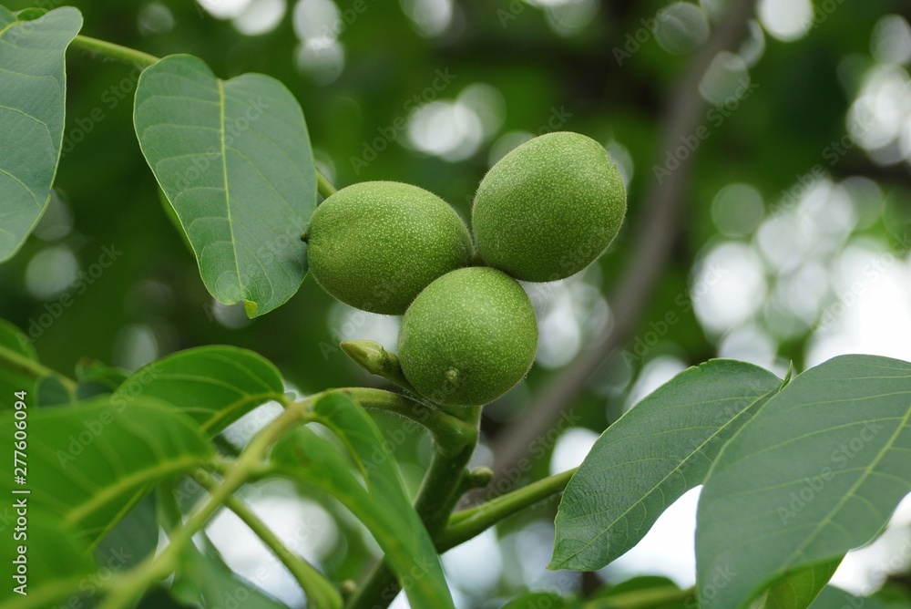 three green nuts in a flowery tree with leaves in nature