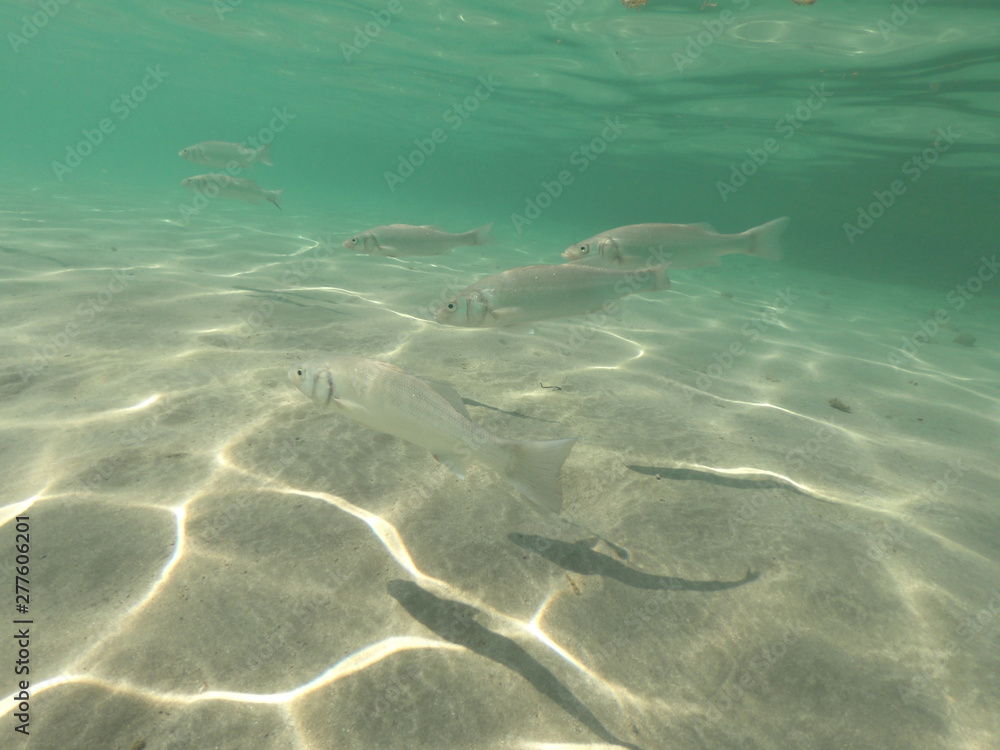 Underwater photo of fish swimming in Mediterranean sandy beach with emerald clear sea Underwater photo of fish swimming in Mediterranean sandy beach with emerald clear sea