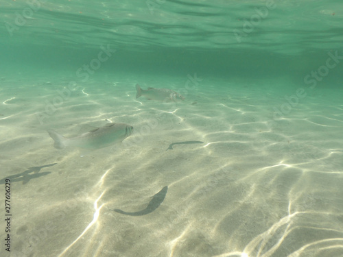Underwater photo of fish swimming in Mediterranean sandy beach with emerald clear sea