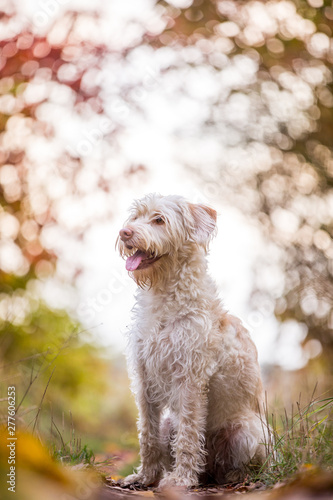 Hund im Herbstlaub