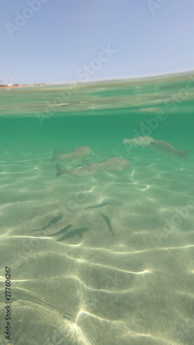 Underwater photo of fish swimming in Mediterranean sandy beach with emerald clear sea
