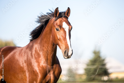hübsches glänzendes braunes Pferd auf der Weide im Freilauf; schöner blauer Himmel, galoppiert Pferd mit schöner Blesse