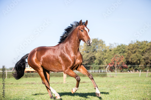 braunes schönes Pferd Warmblut mit hübscher Blesse auf der Weide, galoppiert über die Herbstliche Wiese