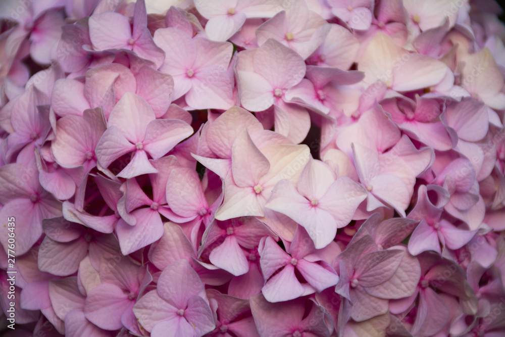 Gentle beautiful pink flowers of hydrangea close up
