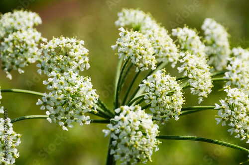  White flowers of medicinal hemlock close up