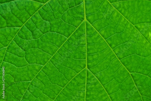 green texture from a piece of a large leaf