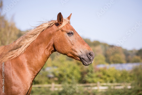 Pferd auf der weide © Ines Hasenau