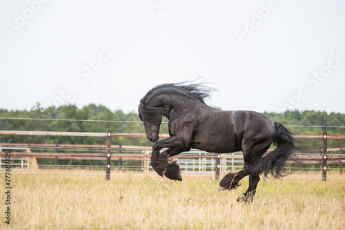 Obraz na plátně Pferd auf der Wiese schwarzer Friese auf der weide Hengst buckelt und ist voller