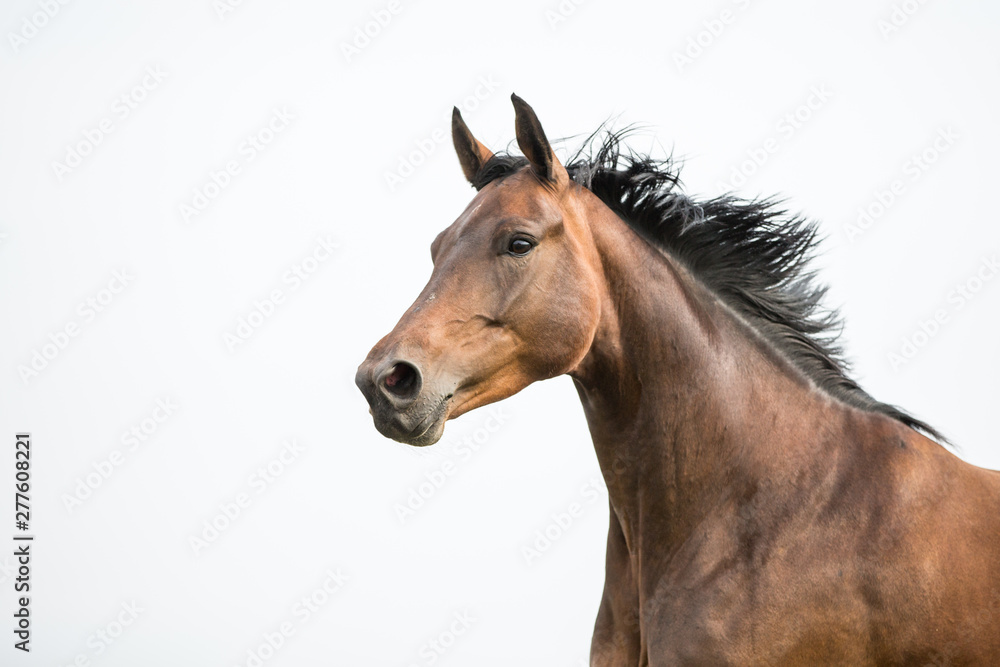 braune Stute Pferd auf der koppel mit fliegender Mähne braune Stute Pferd auf der koppel mit fliegender Mähne