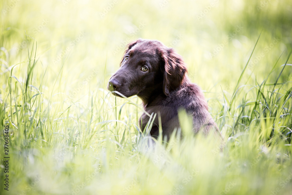 Flat Coated Retriever Welpe sitzt auf der Wiese und schaut sich um, brauner Hundewelpe Flat Coated Retriever Welpe sitzt auf der Wiese und schaut sich um, brauner Hundewelpe