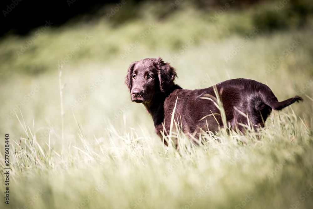 Flat Coated Retriever Welpe auf der Wiese Flat Coated Retriever Welpe auf der Wiese