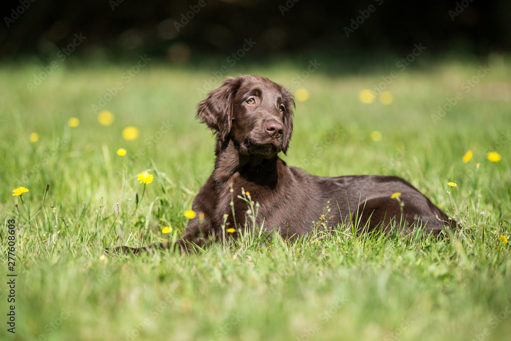 Flat Coated Retriever Welpe auf der Wiese Flat Coated Retriever Welpe auf der Wiese