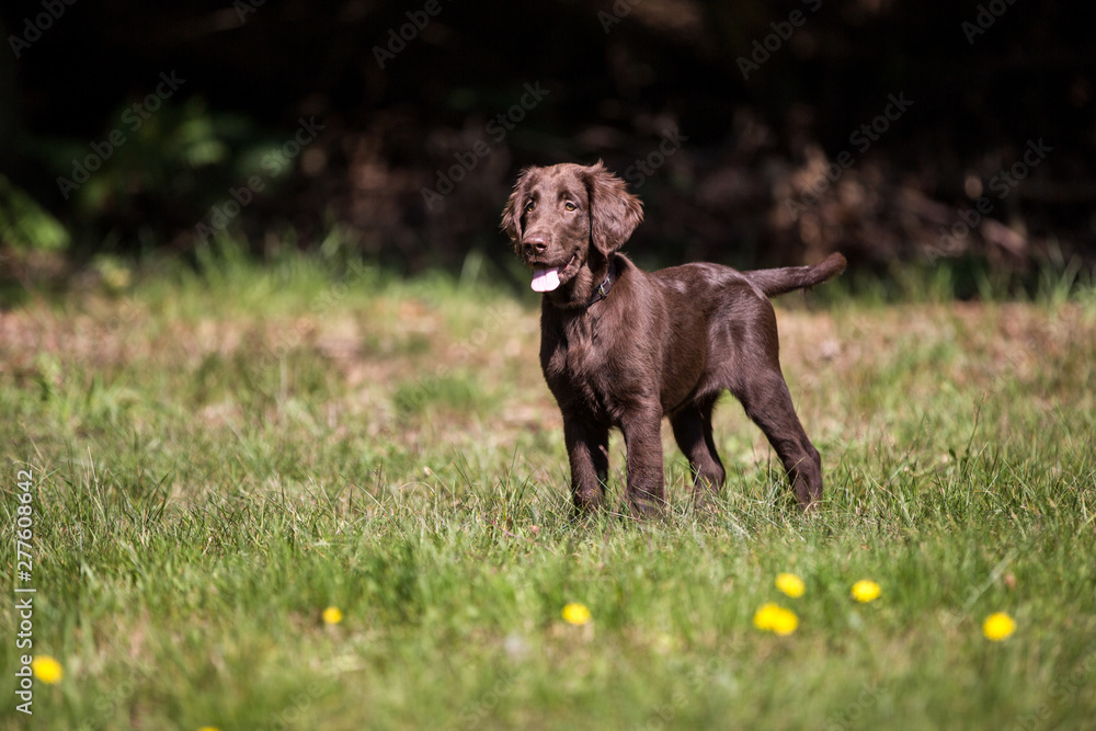 Flat Coated Retriever Welpe auf der Wiese Flat Coated Retriever Welpe auf der Wiese