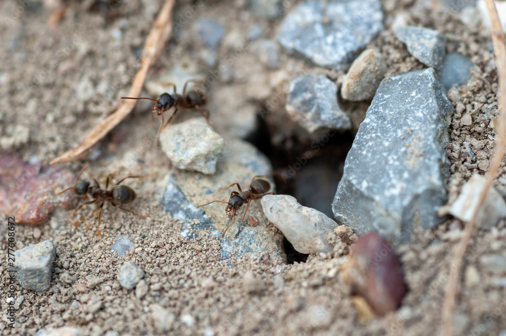 Ant colony hole