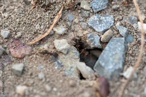 Ant colony entrance