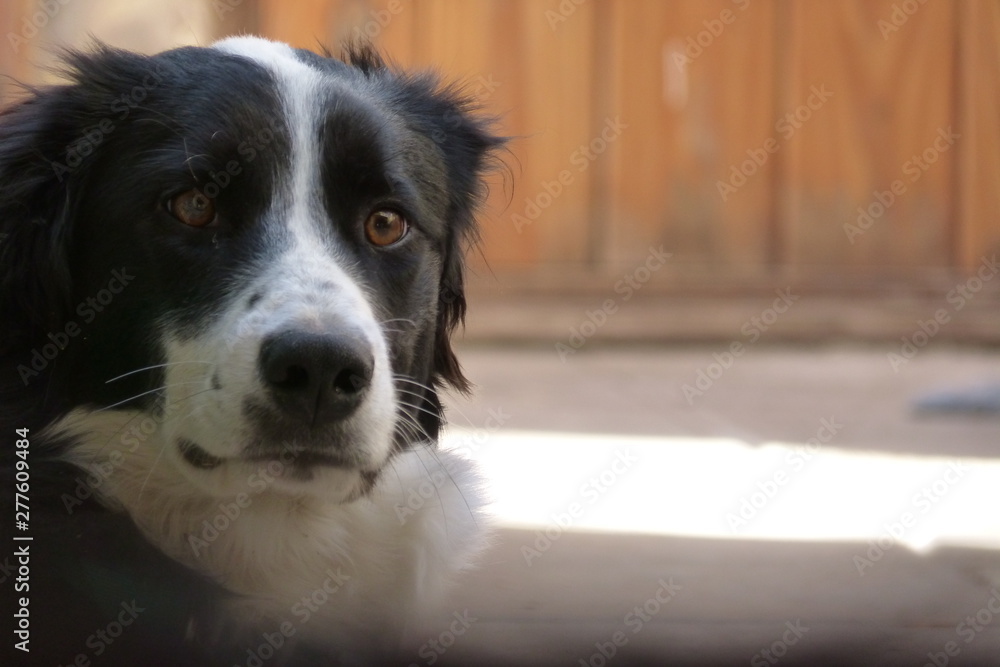 dog black and white with sad look dog black and white with sad look