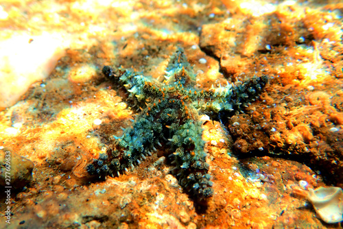 Mediterranean rock seastar - Coscinasterias tenuispina photo