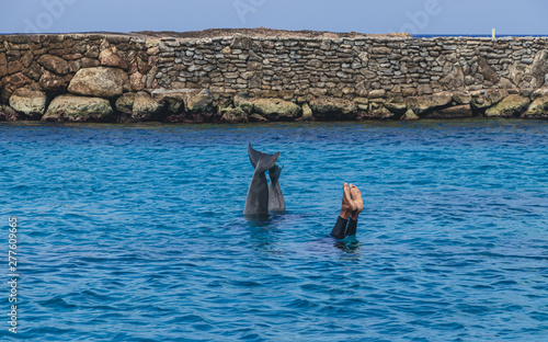 dolphins in the sea