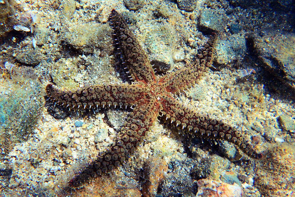 Mediterranean rock seastar - Coscinasterias tenuispina Mediterranean rock seastar - Coscinasterias tenuispina