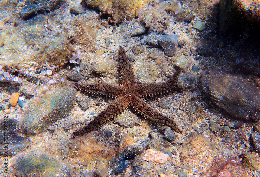 Mediterranean rock seastar - Coscinasterias tenuispina Mediterranean rock seastar - Coscinasterias tenuispina