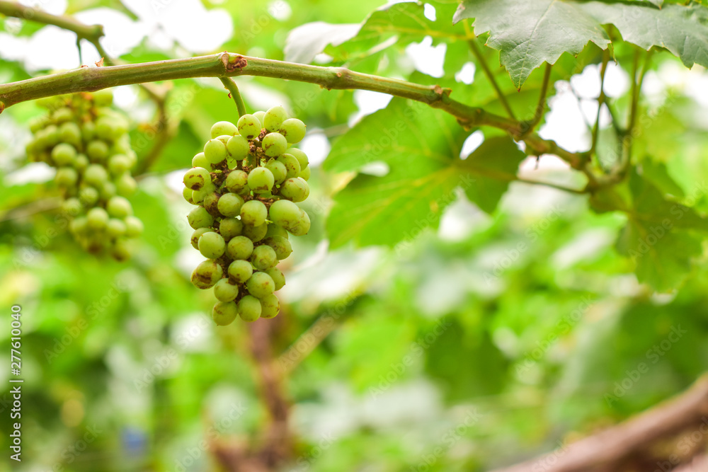 Vine and bunch of green grapes in garden the vineyard. Vine and bunch of green grapes in garden the vineyard.