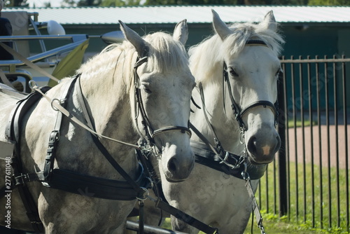 Two white horses harnessed to a carriage close-up