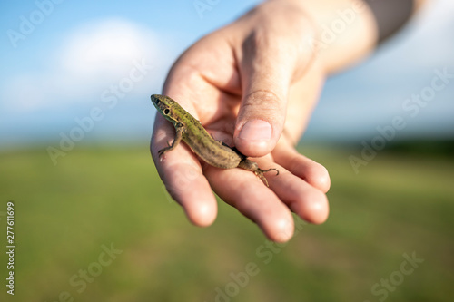 Lizzard caught in the hand