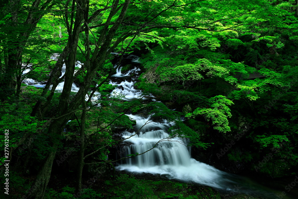 Obraz premium 夏の小黒滝