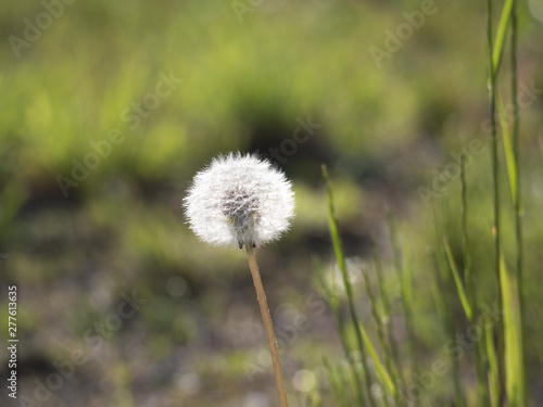 Withered dandelion with seeds  blowball and grass straw on beautiful green bokeh background. taraxacum officinale  spring flower  close up  macro
