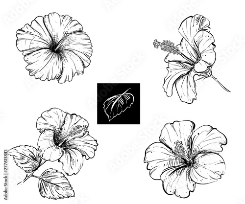 Detailed hand drawn ink black and white illustration set of hibiscus, leaf. sketch. Vector eps 8