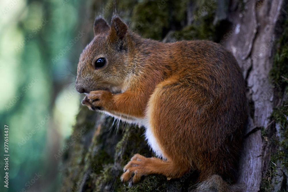 Cute squirrel eating a nut on a tree