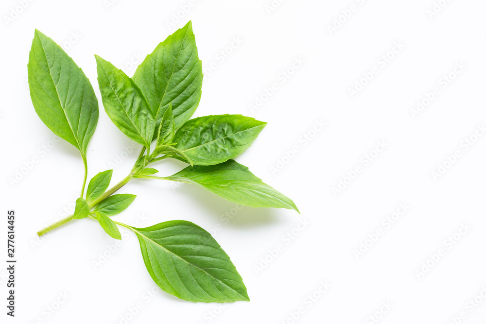 Fototapeta premium Sweet Basil leaves on white background.
