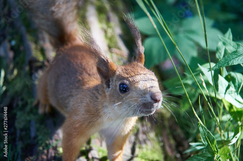 Cute squirrel looking at the camera