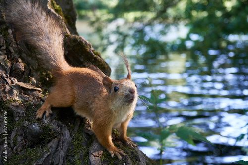 Cute squirrel sitting on a tree