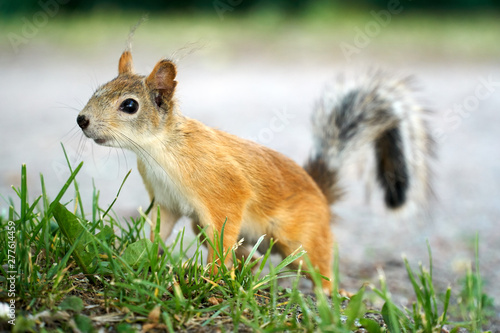 Cute squirrel standing on the grass